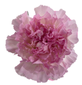 <h4>Di St One Dollar Bicolor Pink 75cm CO</h4>