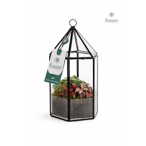 Lantaarn Geometrisch met Fittonia