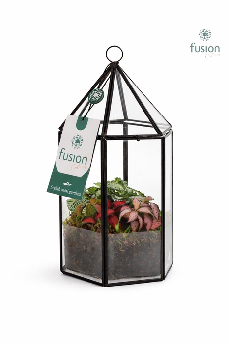 <h4>Lantaarn Geometrisch met Fittonia</h4>