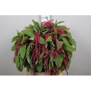 Amar Ca Lov Li Bleed