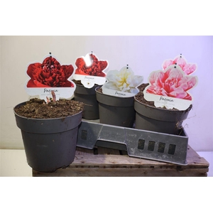 Paeonia H.hybrid Gem