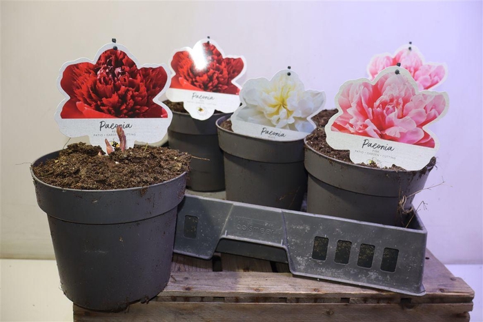 <h4>Paeonia H.hybrid Gem</h4>