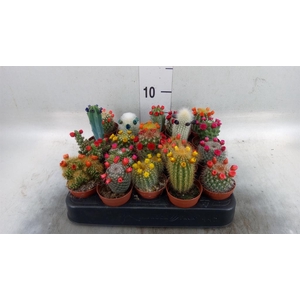 Cactus ...decorated