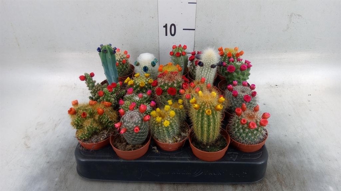 <h4>Cactus   ...decorated</h4>