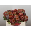Banksia Coccinea