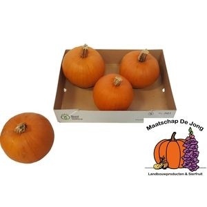 <h4>CUC HALLOWEEN</h4>