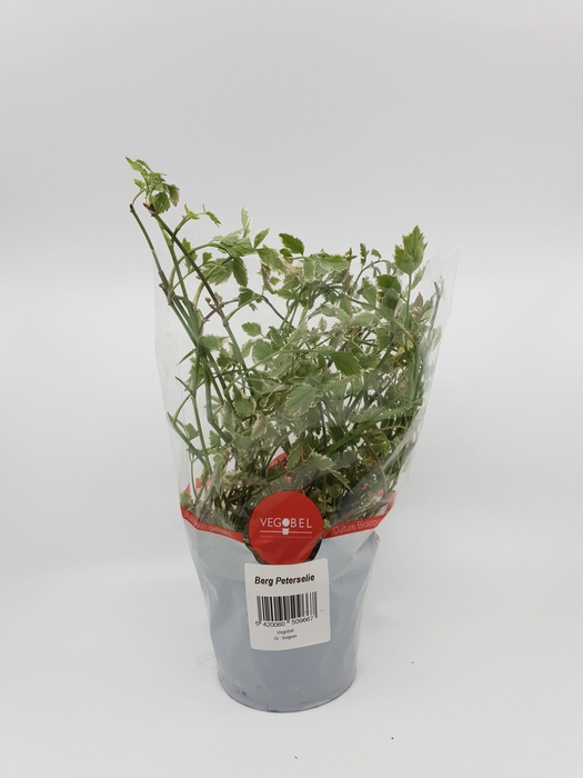 <h4>Peterselie Berg P12</h4>