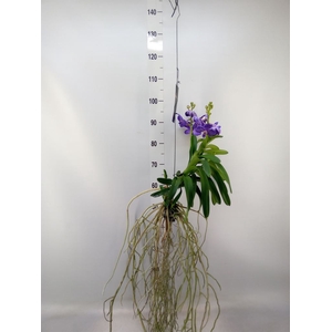 Vanda  hybriden