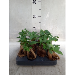 Ficus microcarpa 'Ginseng'