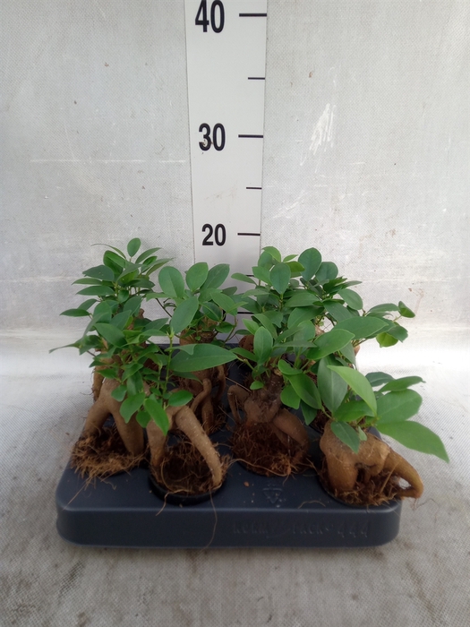 <h4>Ficus microcarpa 'Ginseng'</h4>