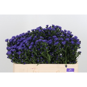 Ast Astee Dark Milka