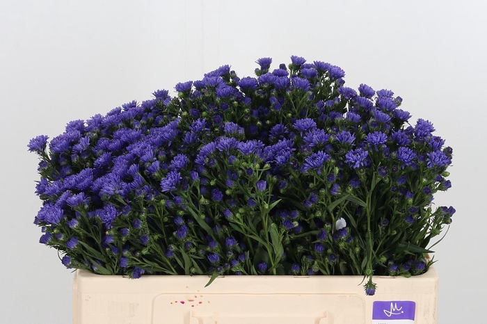 <h4>Ast Astee Dark Milka</h4>