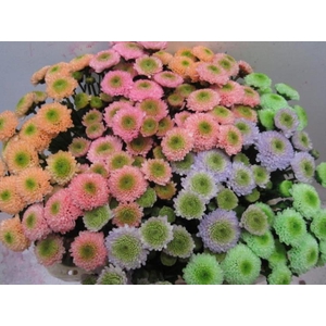 Chr San Ferry Sweet Mix