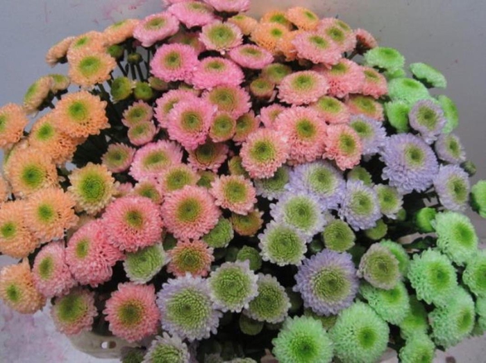 <h4>Chr San Ferry Sweet Mix</h4>