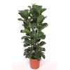 Ficus Bambino