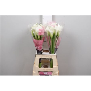 Zant Crystal Blush