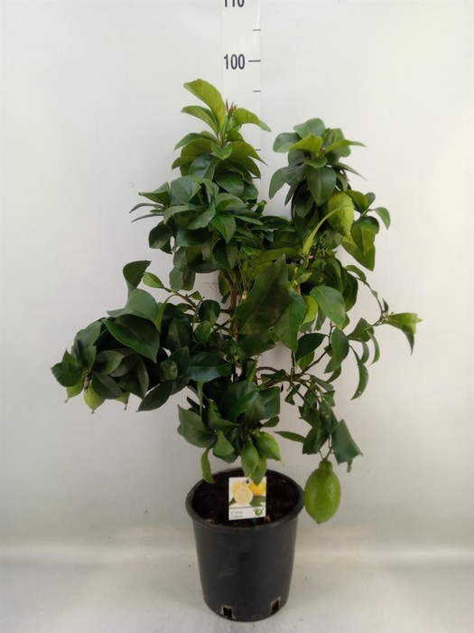 <h4>Citrus   ...</h4>