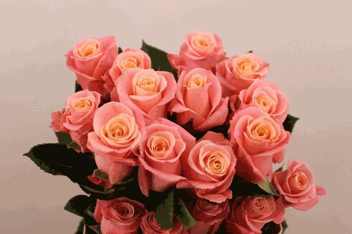 <h4>R Gr Miss Piggy</h4>