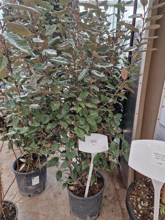 <h4>ELAE EBBINGEI</h4>