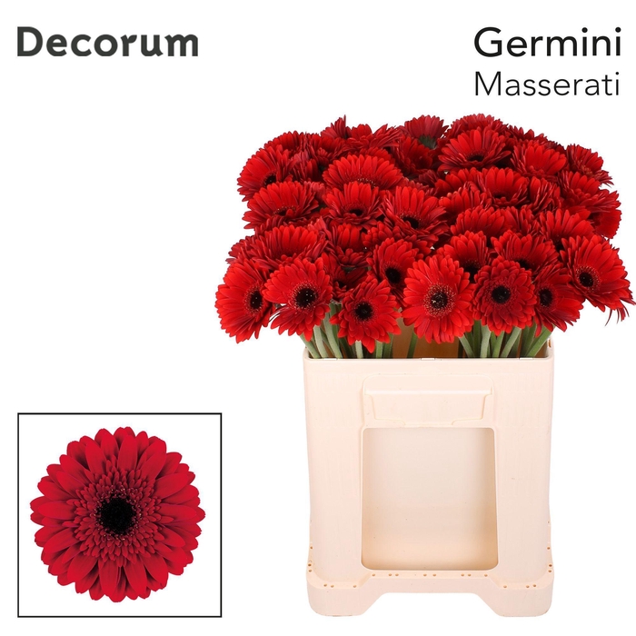 <h4>Germini Masserati Water</h4>
