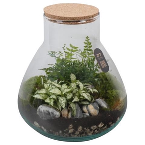 PTTER8122 Arrangement terrarium in glazen terrarium