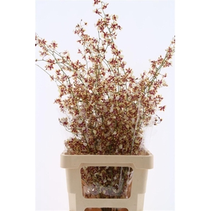 Oncidium Tolumnia Xl