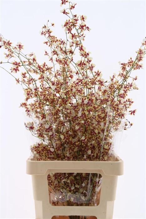 <h4>Oncidium Tolumnia Xl</h4>
