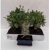 Bonsai Gem