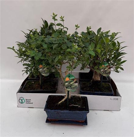 Bonsai Gem