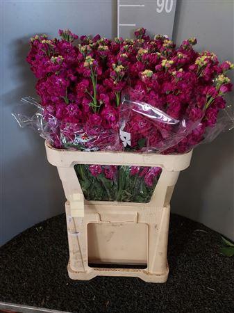 <h4>Matth Iron Red</h4>