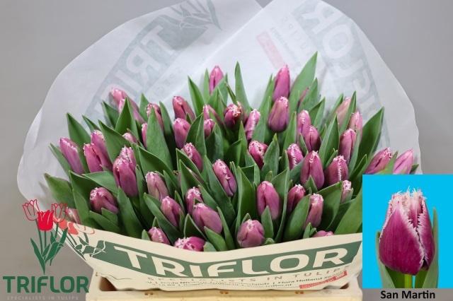 <h4>TU FR SAN MARTIN</h4>