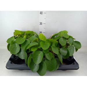 Pilea peperomioides