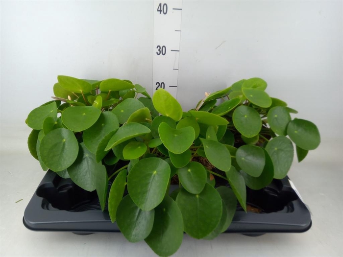 <h4>Pilea peperomioides</h4>