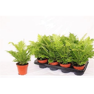 Blechnum Silver Lady