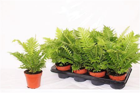 <h4>Blechnum Silver Lady</h4>