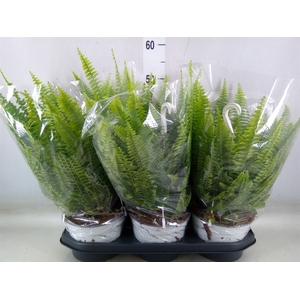Nephrolepis exal. 'Sonata'