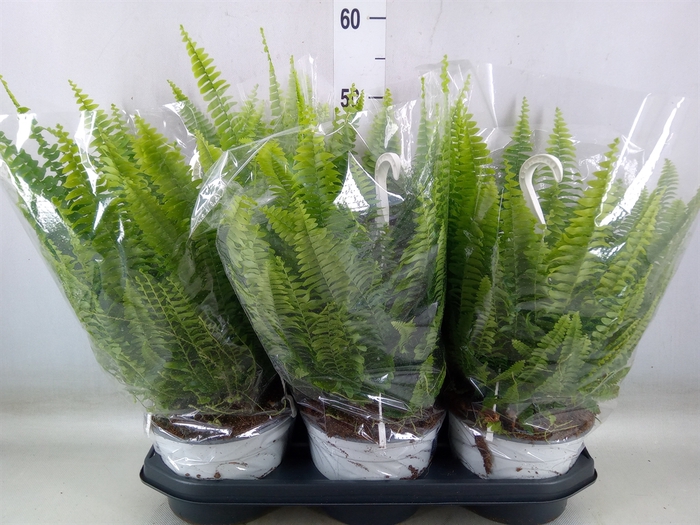 <h4>Nephrolepis exal. 'Sonata'</h4>