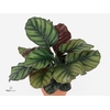 Calathea Fasciata (Decorum)