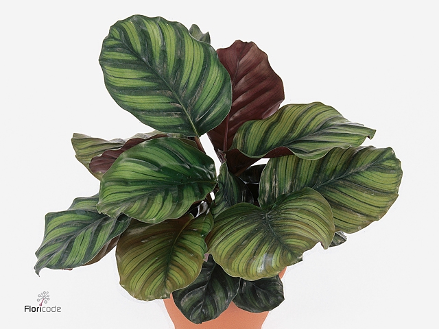 Calathea Fasciata (Decorum)