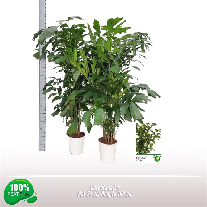 <h4>Caryota mitis</h4>