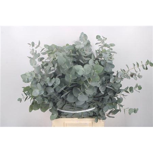 Euc Cinerea Short Per Stem 55cm