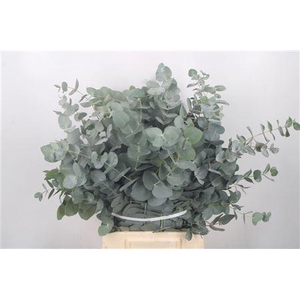 Euc Cinerea Per Bunch Za Short Spray 10 Stem Bunch