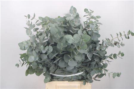 <h4>Euc Cinerea Per Bunch Za Short Spray 10 Stem Bunch</h4>