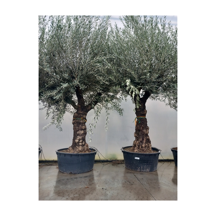 <h4>olea europaea</h4>