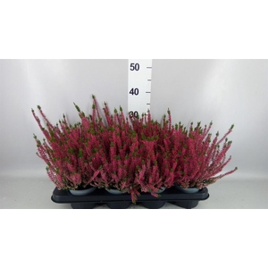 Calluna vulg. 'Beauty L Steffi'