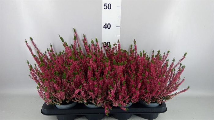 <h4>Calluna vulg. 'Beauty L Steffi'</h4>