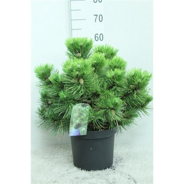 <h4>Pinus nigra 'Nana' P26 potgekweekt</h4>
