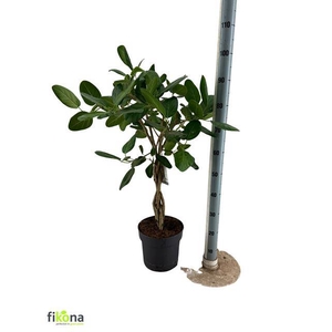 FICUS BENGHALENSIS