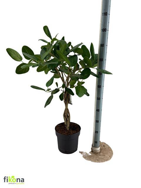<h4>FICUS BENGHALENSIS</h4>