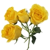 ROSA SPRAY SUNTAN 040 CM
